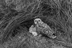 short eared owl 02